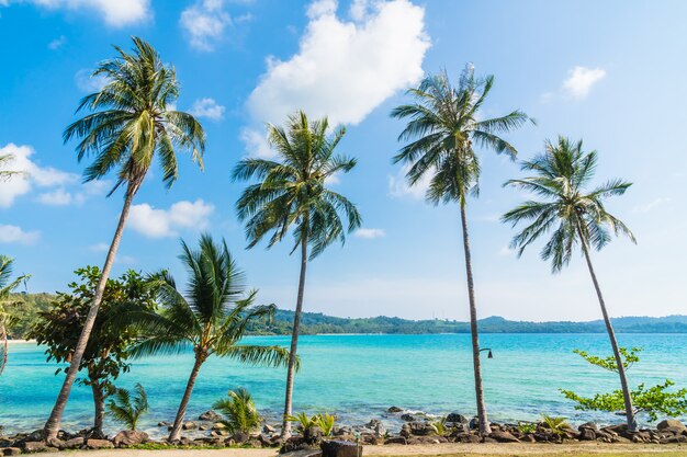 Coconut palm tree on the beach and sea