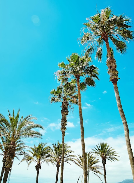 Coconut palm tree on blue sky xA