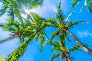 Foto gratuita albero del cocco su cielo blu