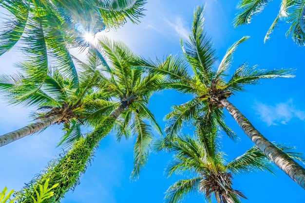푸른 하늘에 코코넛 야 자 나무