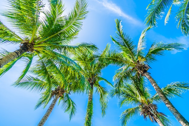 Free photo coconut palm tree on blue sky