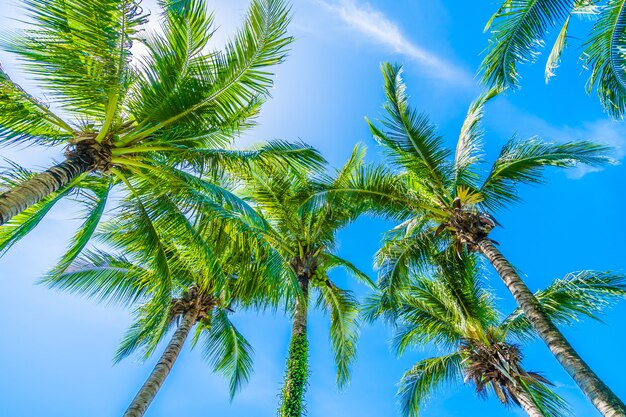 Coconut palm tree on blue sky