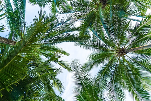 免费照片椰子棕榈树在天空背景上