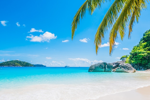 Free Photo coconut palm tree