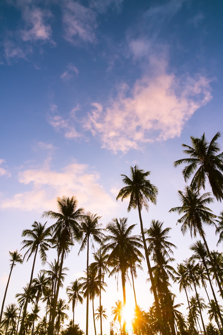 Free Photo coconut palm tree