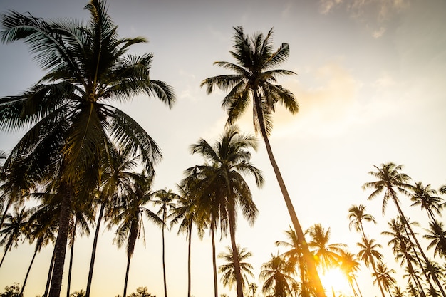 Coconut palm tree