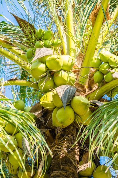 Foto gratuita palma da cocco