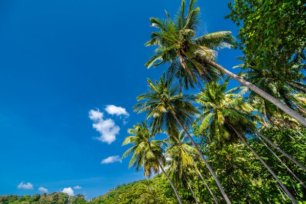 Coconut palm trees and blue sky, Summer vocation