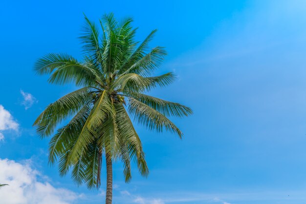 Кокосовые пальмы. (Фильтрованное изображение обрабатывается эффект винтажной.