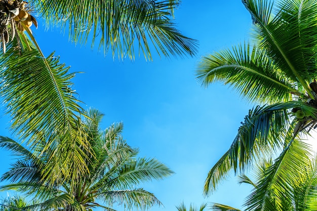 코코넛 야자 나무. 열대 배경.
