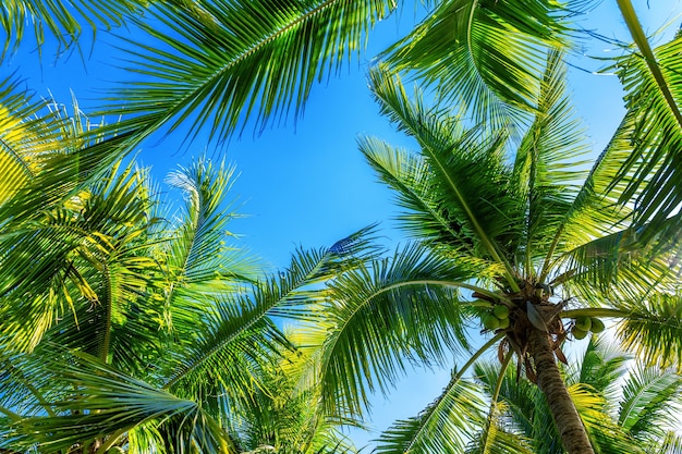 무료 사진 코코넛 야자 나무. 열대 배경.
