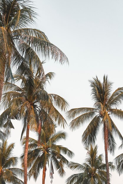空を背景にココナッツ椰子の木