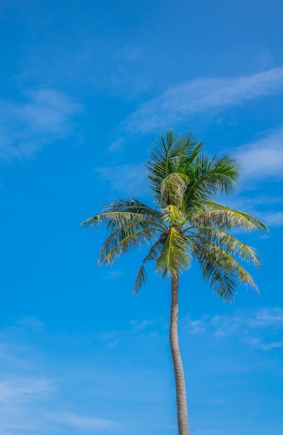 푸른 하늘 위에 코코넛 나무입니다.