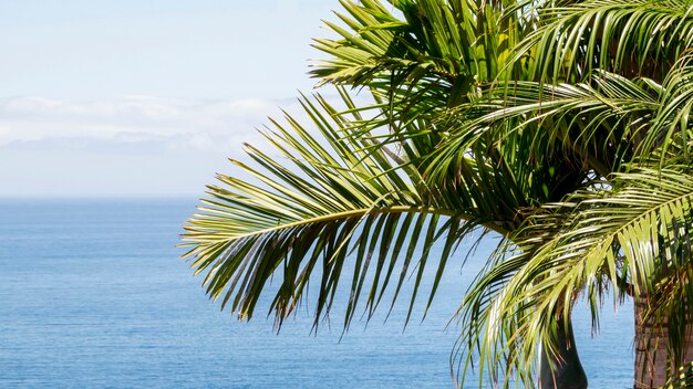 Кокосовая пальма у моря