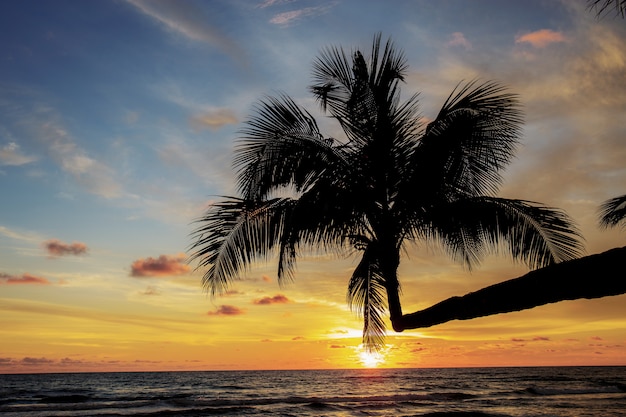 Shadow of coconut tree on beach | Premium Photo