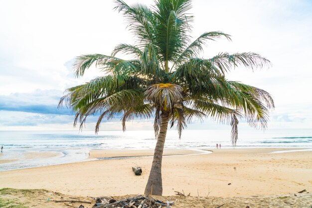 coconut tree with tropical beach