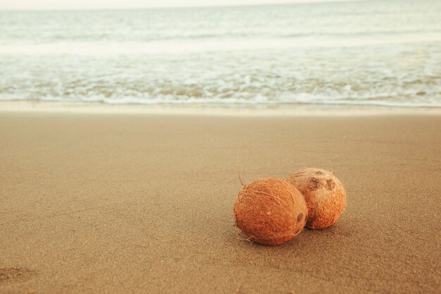 Coconuts at the shoreline