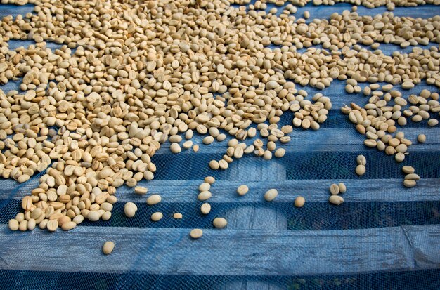 Coffee beans dried