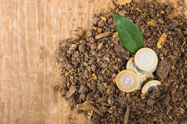 Free photo coins with plant in ground