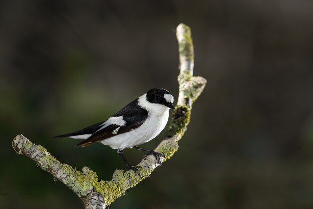 Collared flycatcher, Ficedula albicollis, Malta, Mediterranean