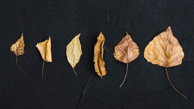 Collection of dried leaves