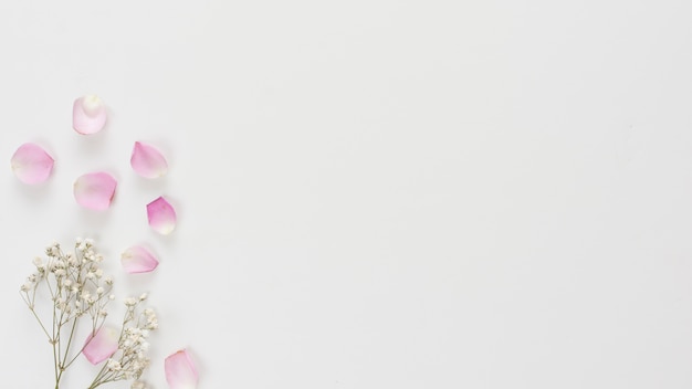 Collection of fresh rose petals and plant twigs