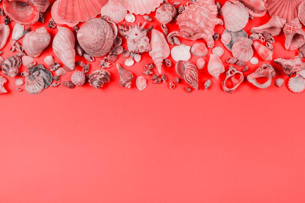 Collection of seashells on coral background
