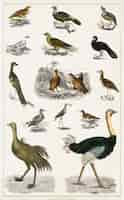 Free photo collection of various birds from a history of the earth and animated nature (1820) by oliver goldsmi