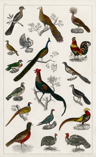 Collection of various birds from A history of the earth and animated nature (1820)