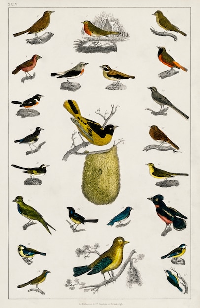 Free photo collection of various birds from a history of the earth and animated nature (1820)