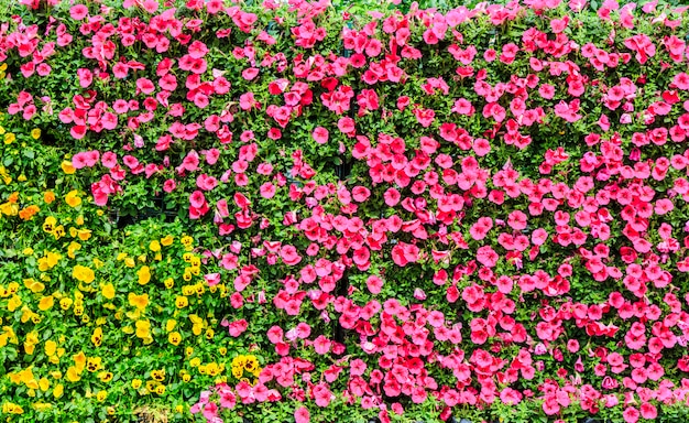 カラー都市の芝生夏の葉