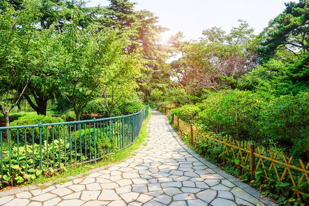 color path plant plants view lush