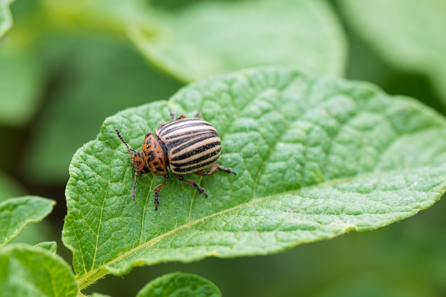 緑のジャガイモ植物の葉のコロラドハムシまたはジャガイモのバグ