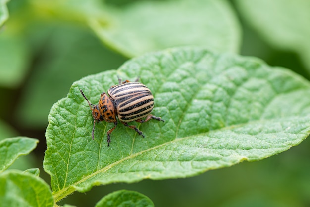 Colorado beetle or potato bug on green potato plant leaf