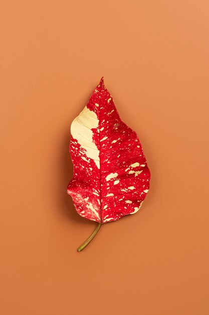 Colored leaf against simple background