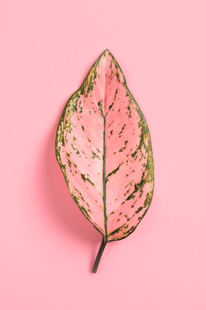 Colored leaf against simple background