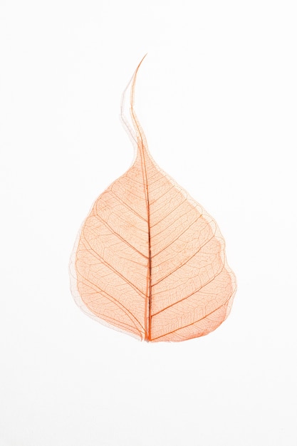 Free photo colored leaf against simple background