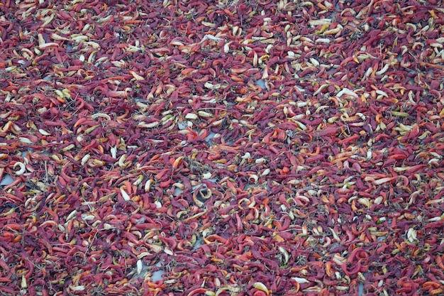 Colored peppers seen from above