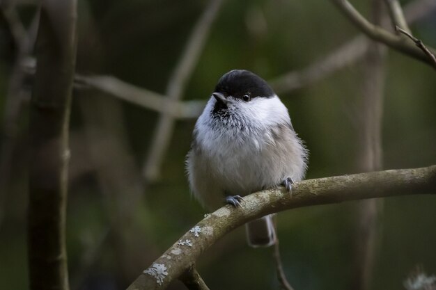 Colored small bird sitting on tree branch