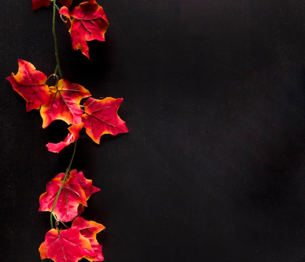 Colored twig with leaves on black board