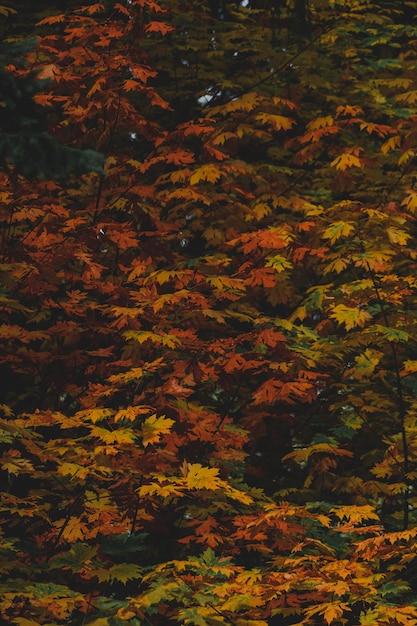 Colorful autumn leaves on the branches of a tree