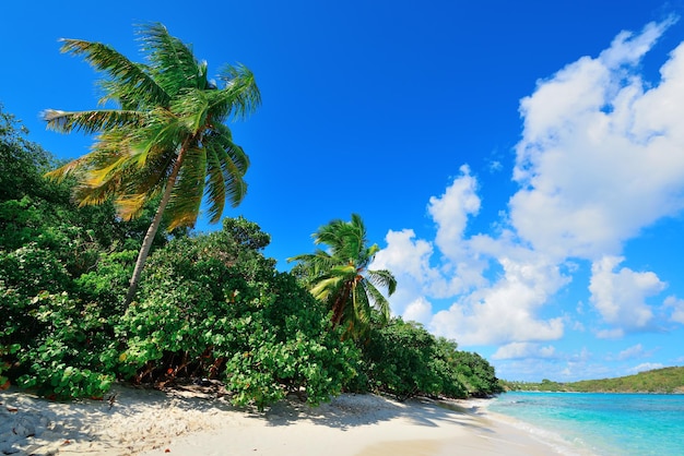 버진 아일랜드 세인트 존의 코코넛 나무와 푸른 하늘이 있는 다채로운 해변.