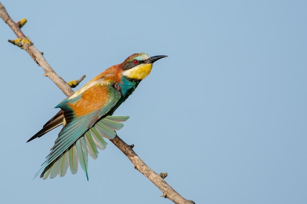 Colorful bee-eater on the branch of the tree
