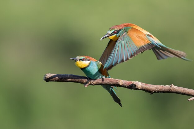 Colorful bee-eater flying out of the tree branch next to another one