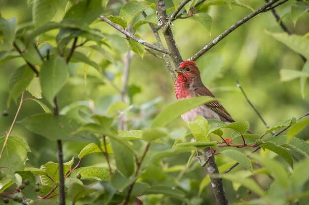 Colorful bird sitting on branch