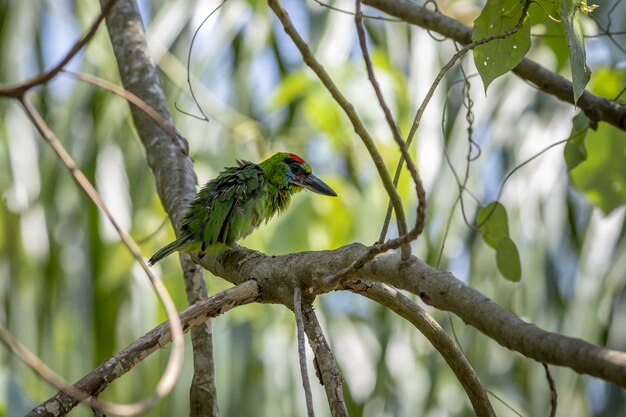 Colorful bird sitting on tree branch