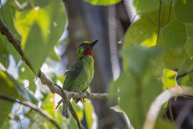 Colorful bird sitting on tree branch