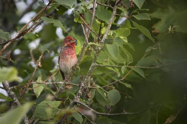Красочная птица сидит на дереве