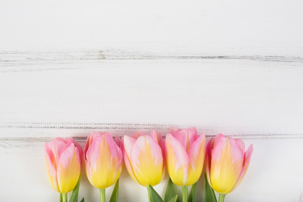 Foto gratuita fioriture colorate di tulipano