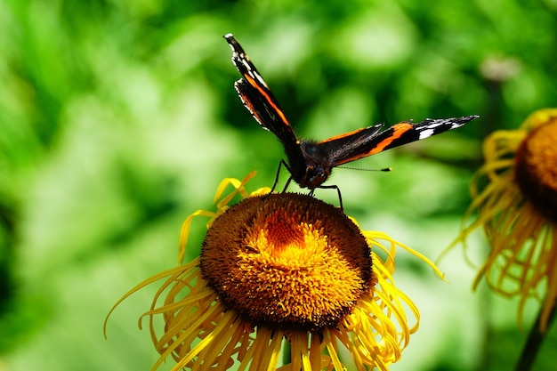 Красочная бабочка на подсолнухе